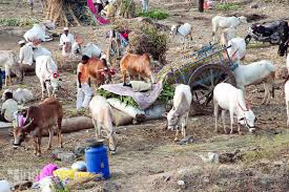 Parbhani: Due to drought in Sonpeth taluka | परभणी : सोनपेठ तालुक्यास दुष्काळाच्या झळा Parbhani: Due to drought in Sonpeth taluka | परभणी : सोनपेठ तालुक्यास दुष्काळाच्या झळा