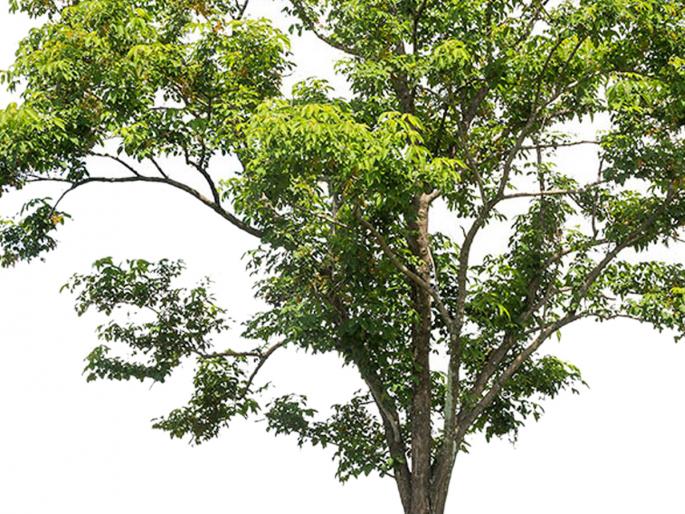 Parbhani: The aim of plantation of one crore 20 lakhs of trees | परभणी : १ कोटी २० लाख वृक्ष लागवडीचे उद्दिष्ट Parbhani: The aim of plantation of one crore 20 lakhs of trees | परभणी : १ कोटी २० लाख वृक्ष लागवडीचे उद्दिष्ट