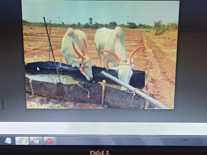 The shepherd is saving water | मेंढपाळ करत आहे पाणी बचत The shepherd is saving water | मेंढपाळ करत आहे पाणी बचत