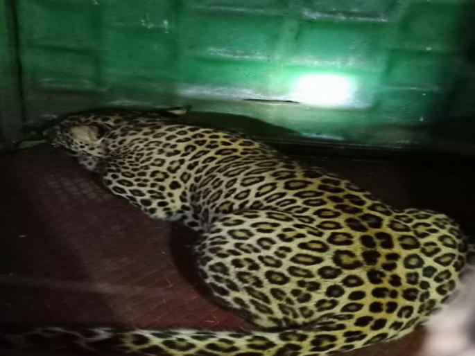 whirlwind leopard arrested In Junnar | जुन्नर तालुक्यात धुमाकुळ घालणारा बिबटया जेरबंद whirlwind leopard arrested In Junnar | जुन्नर तालुक्यात धुमाकुळ घालणारा बिबटया जेरबंद