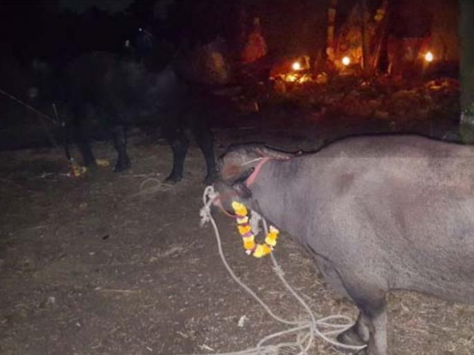 buffalo Survival of lives due to alertness; complaint filled in Sahkarnagar police station | प्राणिमित्रांच्या सतर्कतेमुळे रेड्यांना जीवदान; एकावर सहकारनगर पोलिसांत गुन्हा दाखल buffalo Survival of lives due to alertness; complaint filled in Sahkarnagar police station | प्राणिमित्रांच्या सतर्कतेमुळे रेड्यांना जीवदान; एकावर सहकारनगर पोलिसांत गुन्हा दाखल