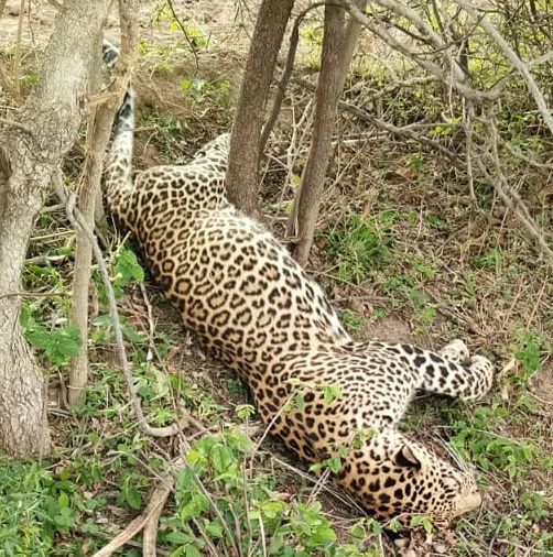 A leopard was found dead in Odhare Shivara of Chalisgaon taluka | चाळीसगाव तालुक्यातील ओढरे शिवारात बिबट्या आढळला मृतावस्थेत