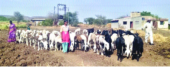 Sleeping brown and dressing in the sky! | झोपायला भुई अन् पांघरायला आभाळ !