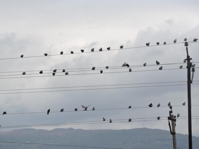 Rainy rains in Satara, Cloudy weather from dawn | साताऱ्यात पावसाची रिमझिम, पहाटेपासून ढगाळ वातावरण Rainy rains in Satara, Cloudy weather from dawn | साताऱ्यात पावसाची रिमझिम, पहाटेपासून ढगाळ वातावरण