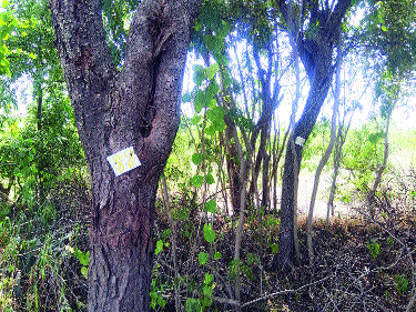 Death warrant for thousands of trees in the work of Malharpeeth-Pandharpur road | मल्हारपेठ-पंढरपूर राज्यमार्गाच्या कामात हजारो झाडांचे डेथ वॉरंट Death warrant for thousands of trees in the work of Malharpeeth-Pandharpur road | मल्हारपेठ-पंढरपूर राज्यमार्गाच्या कामात हजारो झाडांचे डेथ वॉरंट