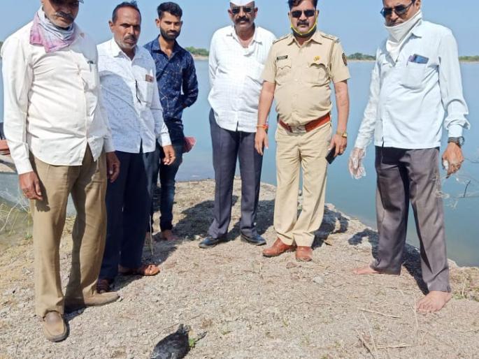 10 dead waterfowl found in the dam | बंधाऱ्यात आढळल्या १० मृत पाणकोंबड्या 10 dead waterfowl found in the dam | बंधाऱ्यात आढळल्या १० मृत पाणकोंबड्या