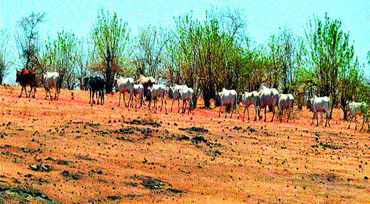 On the way to destroy the garden on the slopes | घाटमाथ्यावर बागा नष्ट होण्याच्या मार्गावर