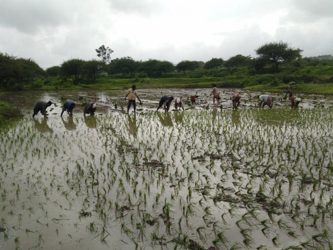 Relief to the farmers due to the continuous flow | संततधारेमुळे शेतकऱ्यांना दिलासा
