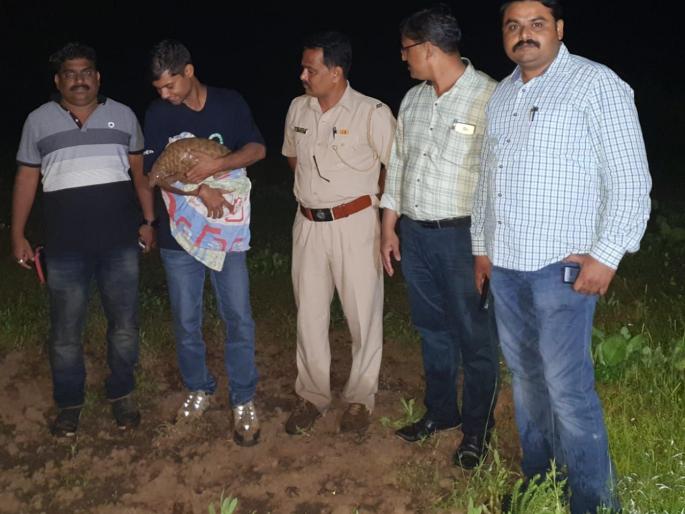 They left the cats in Thane in an enchanted forest for free relief | ठाण्यातील त्या खवल्या मांजराला मुक्तसंचारासाठी पाचाडच्या जंगलात सोडले They left the cats in Thane in an enchanted forest for free relief | ठाण्यातील त्या खवल्या मांजराला मुक्तसंचारासाठी पाचाडच्या जंगलात सोडले