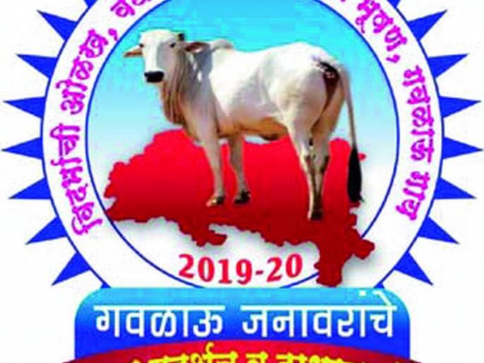 Cattle show, competition at Morangana | मोरांगणा येथे गवळाऊ जनावरांचे प्रदर्शन, स्पर्धा Cattle show, competition at Morangana | मोरांगणा येथे गवळाऊ जनावरांचे प्रदर्शन, स्पर्धा