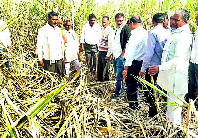 Provide compensation for wildfires | वन्यप्राण्यांमुळे झालेल्या नुकसानीची भरपाई द्या Provide compensation for wildfires | वन्यप्राण्यांमुळे झालेल्या नुकसानीची भरपाई द्या