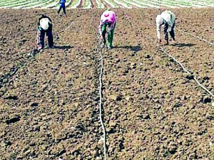 4.28 lakh hectare will be planted | ४.२८ लाख हेक्टरवर होणार लागवड 4.28 lakh hectare will be planted | ४.२८ लाख हेक्टरवर होणार लागवड
