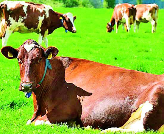 Exemption from Direct Benefit Of Animal Husbandry Schemes | पशुसंवर्धनच्या काही योजना थेट लाभातून हद्दपार Exemption from Direct Benefit Of Animal Husbandry Schemes | पशुसंवर्धनच्या काही योजना थेट लाभातून हद्दपार