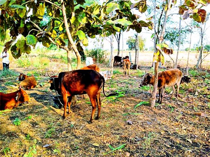Twelve animals released for slaughter | कत्तलीसाठी जाणाऱ्या बारा जनावरांची सुटका Twelve animals released for slaughter | कत्तलीसाठी जाणाऱ्या बारा जनावरांची सुटका