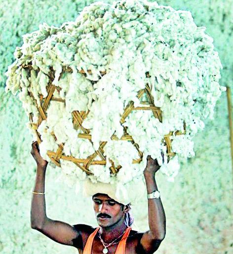 There is no benefit of cotton hike | कापूस दरवाढीचा लाभ नाही