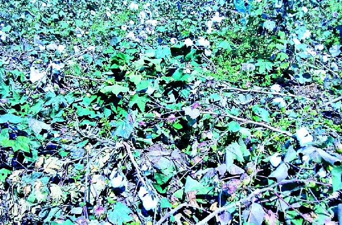 Loss of cotton made by wild animals | वन्य प्राण्यांनी केले कपाशीचे नुकसान Loss of cotton made by wild animals | वन्य प्राण्यांनी केले कपाशीचे नुकसान