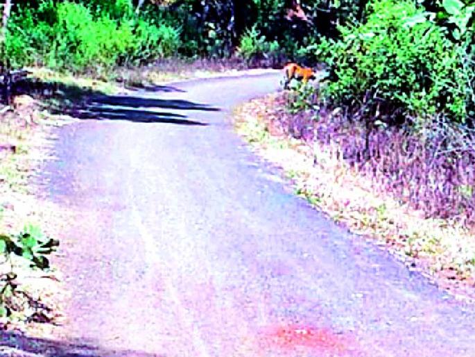 Farmers havoc under the tiger hazard | वाघाच्या दहशतीने शेतकरी हवालदिल  Farmers havoc under the tiger hazard | वाघाच्या दहशतीने शेतकरी हवालदिल