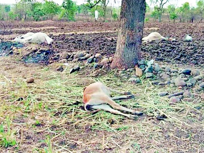 Four cow daggers have been consumed due to sore throats | कड्याळूच्या मुळ्या खाल्ल्याने चार गाई दगावल्या Four cow daggers have been consumed due to sore throats | कड्याळूच्या मुळ्या खाल्ल्याने चार गाई दगावल्या
