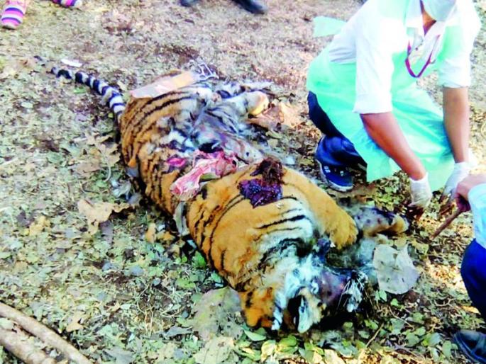 The death of that eight-year-old Waghini is natural | त्या आठ वर्षीय वाघिणीचा मृत्यू नैसर्गिकच The death of that eight-year-old Waghini is natural | त्या आठ वर्षीय वाघिणीचा मृत्यू नैसर्गिकच