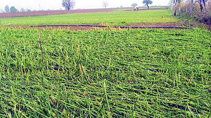 Maregaon taluka hit the hail | मारेगाव तालुक्याला गारपिटीचा तडाखा