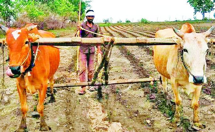 In Wani taluka, 30 percent of sowing in Kharif sowing crisis | वणी तालुक्यात खरिपाची ३० टक्के पेरणी संकटात In Wani taluka, 30 percent of sowing in Kharif sowing crisis | वणी तालुक्यात खरिपाची ३० टक्के पेरणी संकटात