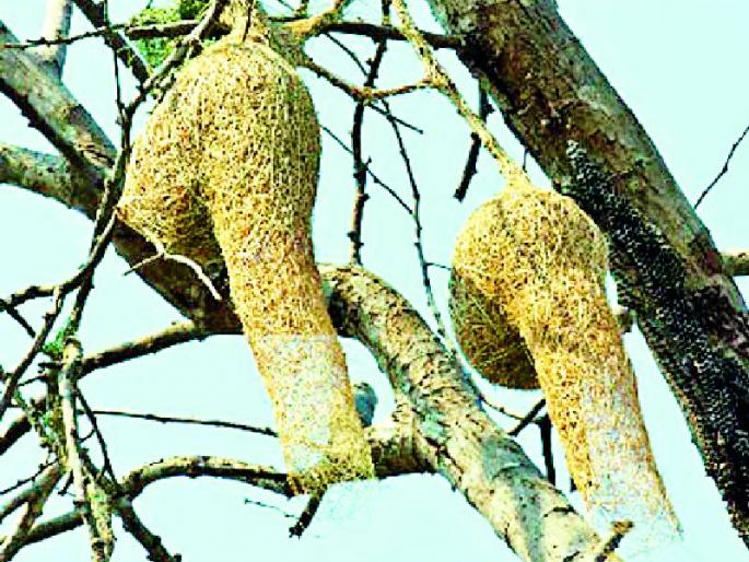 Due to the sweetness of the nest | पिलांचे घरटे बनविण्यासाठी सुगरणीची लगबग Due to the sweetness of the nest | पिलांचे घरटे बनविण्यासाठी सुगरणीची लगबग