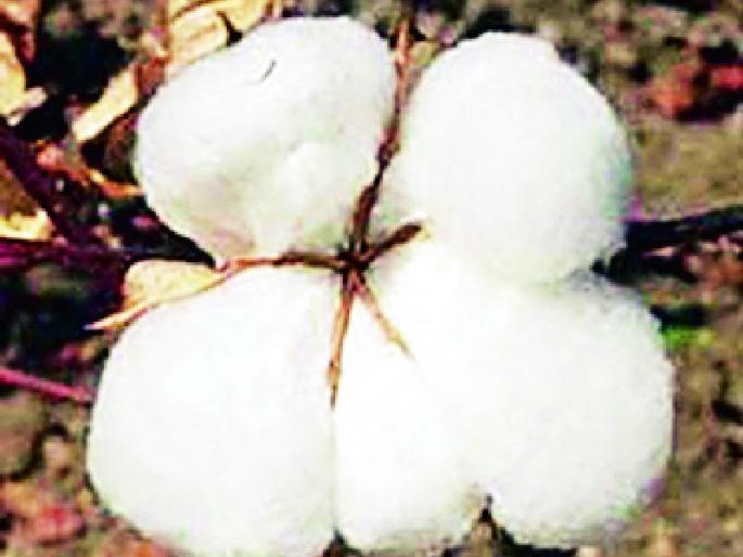 Cotton sowing will increase in Pandharwada taluka | पांढरकवडा तालुक्यात कपाशीचा पेरा वाढणार