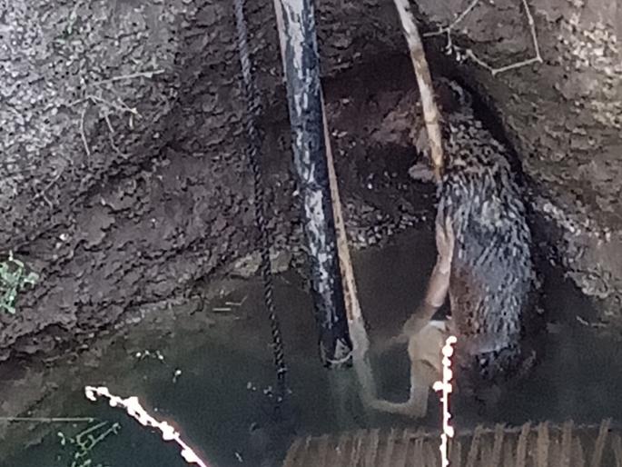 Villagers save lives of wolf | ग्रामस्थांनी वाचविले लांडग्याचे प्राण