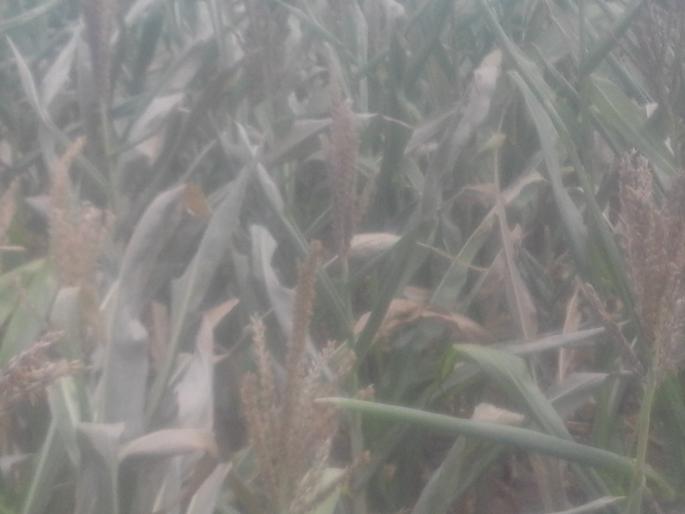 Kharif crops hazardous due to rain failure | पावसाअभावी खरीपाची पिके धोक्यात Kharif crops hazardous due to rain failure | पावसाअभावी खरीपाची पिके धोक्यात