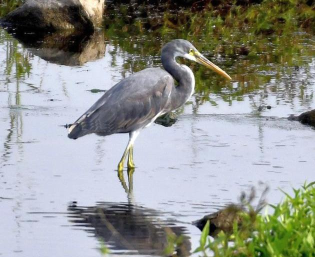 The sea heron was first recorded in Yavatmal | यवतमाळात प्रथमच झाली सागरी बगळ्याची नोंद