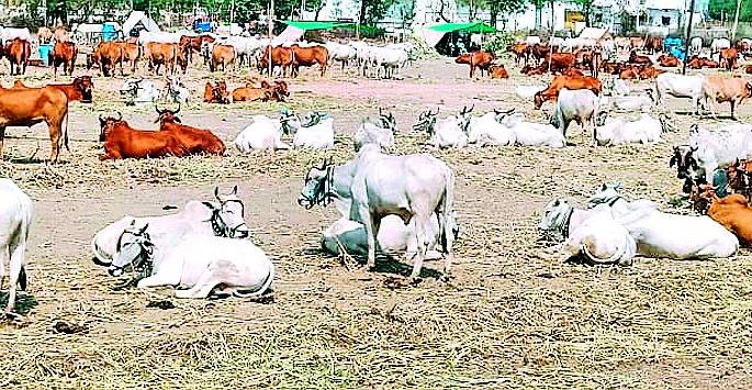 In the mechanical age bullock's demand continued | यांत्रिक युगातही बैलांची मागणी कायम In the mechanical age bullock's demand continued | यांत्रिक युगातही बैलांची मागणी कायम
