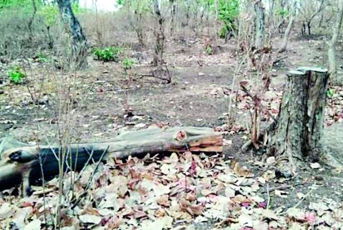 Illegal tree trunk before the administration of the forest administration | वन प्रशासनाच्या नाकासमोर अवैध वृक्षतोड Illegal tree trunk before the administration of the forest administration | वन प्रशासनाच्या नाकासमोर अवैध वृक्षतोड