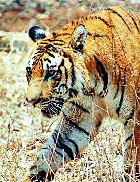 Tiger resides in Umda Nursery area | उमर्डा नर्सरी परिसरात वाघाचे वास्तव्य Tiger resides in Umda Nursery area | उमर्डा नर्सरी परिसरात वाघाचे वास्तव्य