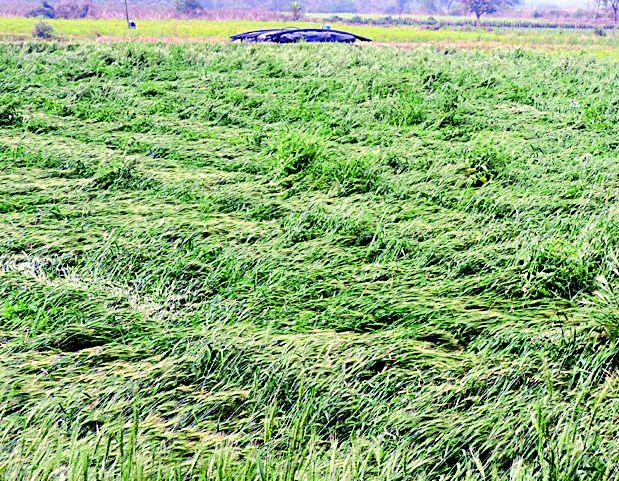 Rain and hailstorm | पाऊस व गारपिटीचा तडाखा Rain and hailstorm | पाऊस व गारपिटीचा तडाखा