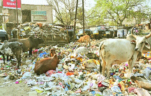 The waste situation in Aurangabad is out of control | औरंगाबाद मधील कचऱ्याची स्थिती नियंत्रणाबाहेर The waste situation in Aurangabad is out of control | औरंगाबाद मधील कचऱ्याची स्थिती नियंत्रणाबाहेर