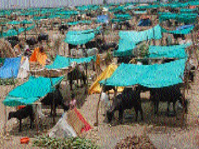 Notice to the camps in Beed district showing the wild animals | वाढीव जनावरे दाखवणाऱ्या बीड जिल्ह्यातील छावण्यांना नोटीस