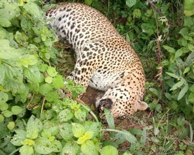 Dead Leopard was found in Chandrapur district | चंद्रपूर जिल्ह्यात बिबट मृतावस्थेत आढळला Dead Leopard was found in Chandrapur district | चंद्रपूर जिल्ह्यात बिबट मृतावस्थेत आढळला