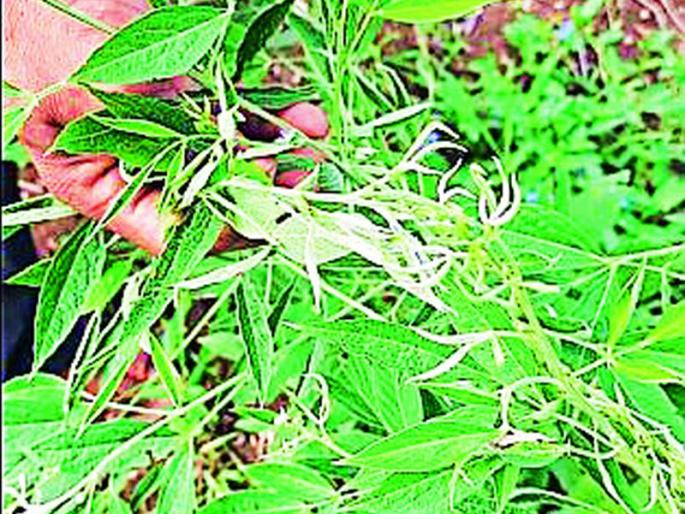 Weed spraying at Kurha damaged crops in neighboring fields | कुऱ्हा येथे तणनाशक फवारणीने शेजारच्या शेतातील पिके करपली Weed spraying at Kurha damaged crops in neighboring fields | कुऱ्हा येथे तणनाशक फवारणीने शेजारच्या शेतातील पिके करपली