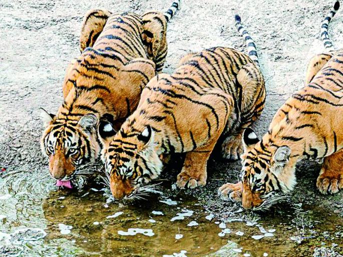 Tourists mark ‘Archie’; Crowds to see the lake | पर्यटकांना ‘आर्ची’ खुणावतेय; तलाववालीला पाहण्यासाठीही गर्दी Tourists mark ‘Archie’; Crowds to see the lake | पर्यटकांना ‘आर्ची’ खुणावतेय; तलाववालीला पाहण्यासाठीही गर्दी
