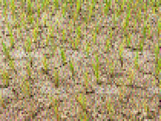 Rainfall in Beed district; Cereal extract will be 5% less | बीड जिल्ह्यात पावसाची ओढ; कडधान्याचा उतारा ४० टक्के येणार कमी Rainfall in Beed district; Cereal extract will be 5% less | बीड जिल्ह्यात पावसाची ओढ; कडधान्याचा उतारा ४० टक्के येणार कमी