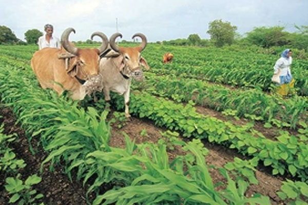 Fertilizer inflation in Kharif | खरिपावर खतांच्या भाववाढीचे संकट Fertilizer inflation in Kharif | खरिपावर खतांच्या भाववाढीचे संकट