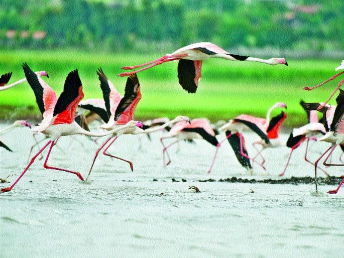 No boundaries to stop them! Arrival of migratory birds in Nashik city and surrounding area | कोई सरहद्द ना इन्हे रोके !;  नाशिक शहर व परिसरात स्थलांतरित पक्ष्यांचे आगमन No boundaries to stop them! Arrival of migratory birds in Nashik city and surrounding area | कोई सरहद्द ना इन्हे रोके !;  नाशिक शहर व परिसरात स्थलांतरित पक्ष्यांचे आगमन