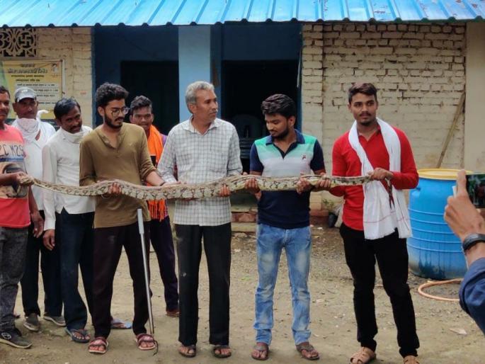 My GOD! The whole dog was swallowed by a snake of ten and a half feet; | अबब! साडेदहा फुटाच्या अजगराने गिळले अख्खे कुत्रे; सर्पमित्रांनी दिले जीवनदान