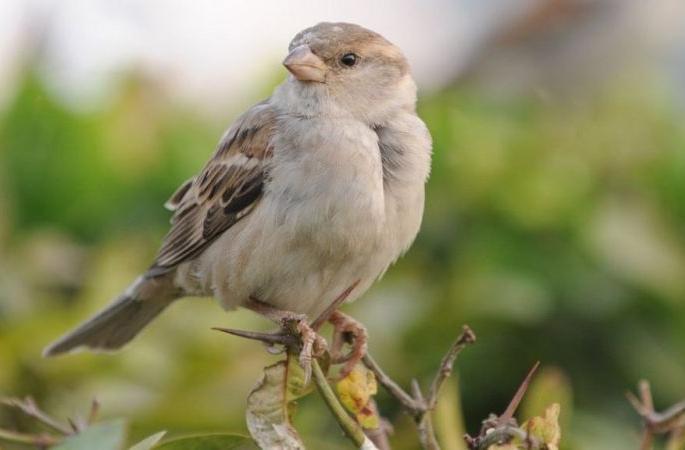 Lockdown secures sparrows' existence | आता वाढेल चिमण्यांचा किलबिलाट; लॉकडाऊन ठरले वरदान