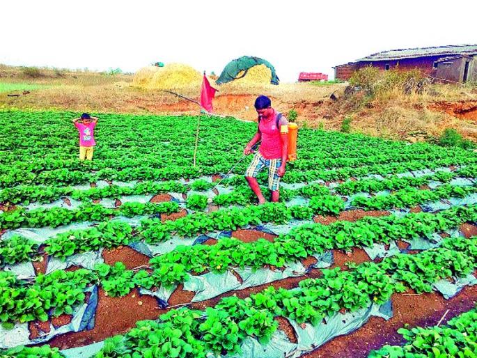 Curb the strawberries due to change in the environment in Surgana, fungi | सुरगाण्यात वातावरणातील बदलामुळे स्ट्रॉबेरीवर करपा, बुरशी Curb the strawberries due to change in the environment in Surgana, fungi | सुरगाण्यात वातावरणातील बदलामुळे स्ट्रॉबेरीवर करपा, बुरशी