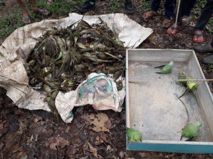 Thousands of parrots died near Katangi dam in Gondia district | गोंदिया जिल्ह्यात कटंगी धरणानजीक शेकडो पोपट मृत्युमुखी Thousands of parrots died near Katangi dam in Gondia district | गोंदिया जिल्ह्यात कटंगी धरणानजीक शेकडो पोपट मृत्युमुखी