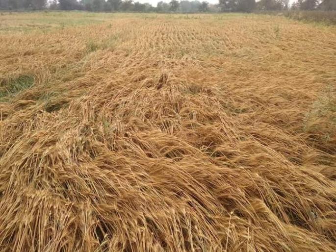 Gondia and Wardha districts were hit by heavy hail | गोंदिया व वर्धा जिल्ह्याला वादळी पावसासह गारांनी झोडपले Gondia and Wardha districts were hit by heavy hail | गोंदिया व वर्धा जिल्ह्याला वादळी पावसासह गारांनी झोडपले