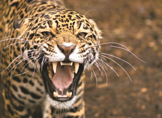 leopard get hypered in Chandrapur district; Fourth attack, third victim | चंद्रपूर जिल्ह्यात बिबट्या झाला सैराट; आठवड्यातील चौथा हल्ला, तिसरा बळी leopard get hypered in Chandrapur district; Fourth attack, third victim | चंद्रपूर जिल्ह्यात बिबट्या झाला सैराट; आठवड्यातील चौथा हल्ला, तिसरा बळी