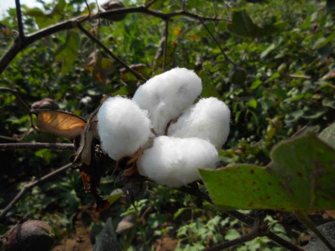 Cotton prices are likely to be Rs 5 thousand 550 | कापसाचा भाव ५ हजार ५५० राहण्याची शक्यता Cotton prices are likely to be Rs 5 thousand 550 | कापसाचा भाव ५ हजार ५५० राहण्याची शक्यता
