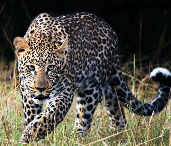 Leopard attack again in Khed taluka; One was seriously injured | खेड तालुक्यात पुन्हा बिबट्याचा हल्ला; एक जण गंभीर जखमी Leopard attack again in Khed taluka; One was seriously injured | खेड तालुक्यात पुन्हा बिबट्याचा हल्ला; एक जण गंभीर जखमी